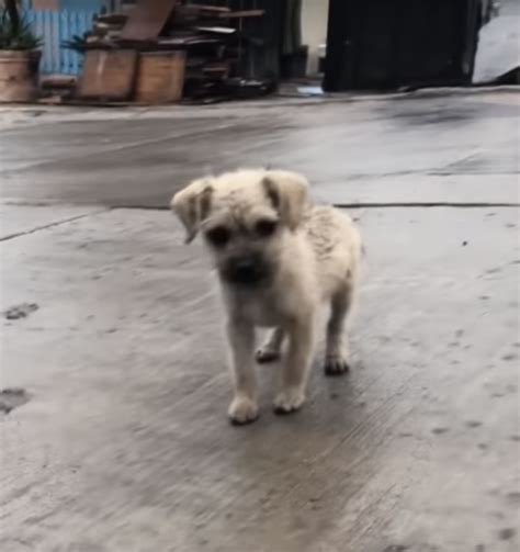 Rain Soaked Babe Longs To Go With Kind Man But His Trauma Is Bigger Than He Is