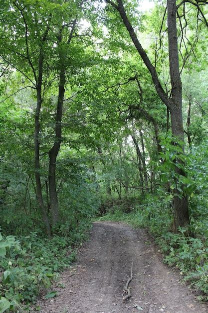 Premium Photo A Dirt Road Through A Forest