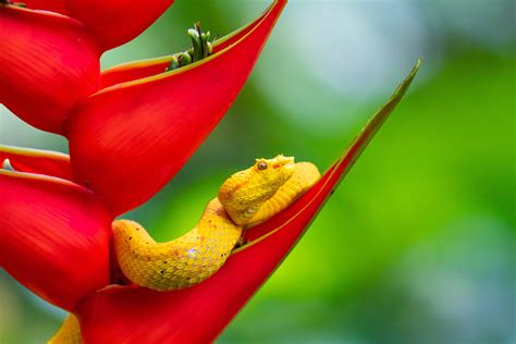 Red Eyelash Viper Snake