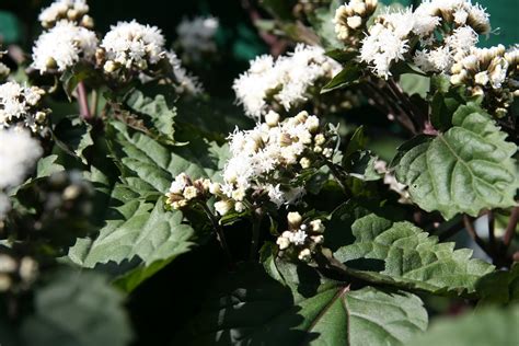 Ageratina altissima 'Chocolate' – Ballyrobert Gardens