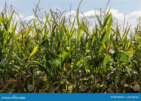 Corn Stalks In The Afternoon Sun Stock Image Image Of Growth