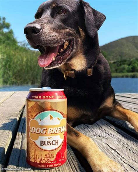 You Can Now Safely Enjoy A Busch Beer With Your Dog