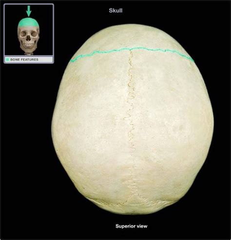 Flashcards Bones And Bone Markings Human Skull Quizlet