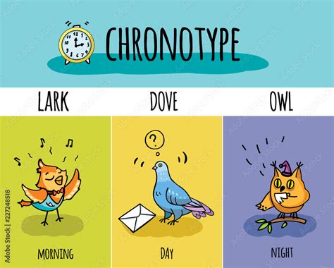 Chronotype Of People Biorhythm Lark Pigeon Owl Day And Night