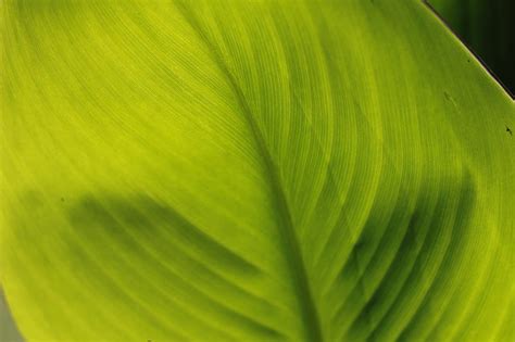 5k Free Download Green Leafed Plant Hd Wallpaper Peakpx