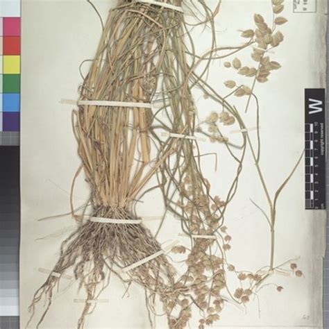 lectotype    eragrostis superba peyr barcode