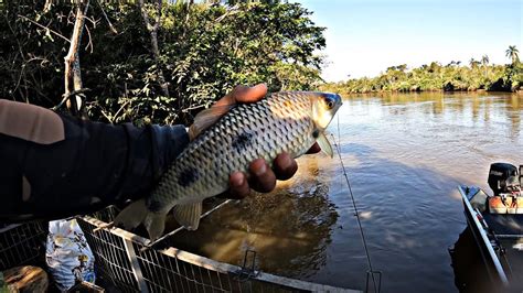 Sem D Vidas A Melhor Isca Para Pescar Peixe De Ceva E Barranco