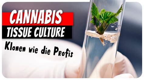 Garantiert Gesunde Cannabis Pflanzen Wie Profis Mit Tissue Culture