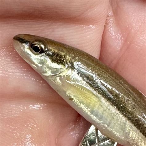 Eastern Blacknose Dace From Westminster MD US On June 10 2024 At 03