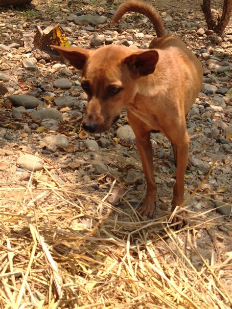 Emma - sponsor update April 2015 - Dog Project - Elephant Nature Park