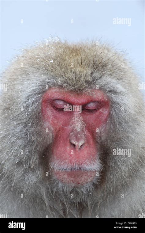 Jan Nagano Japan Monkeys Take A Bath In A Hot Spring In Snow At Jigokudani Yaen