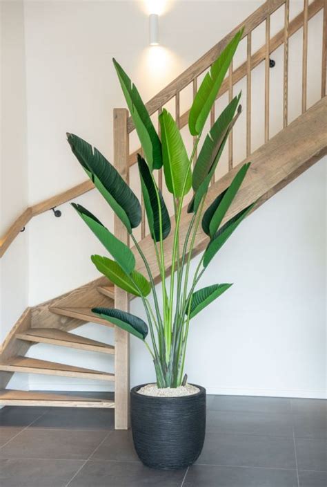 Strelitzia Kunstplant Van 230cm Kopen 123planten Nl