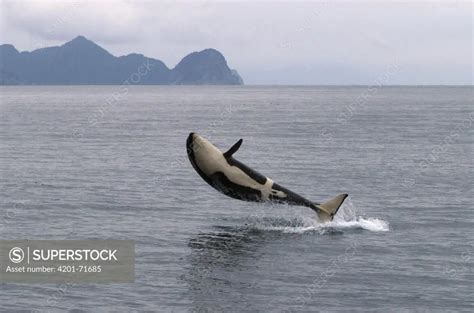 Orca (Orcinus orca) breaching, southeast Alaska - SuperStock