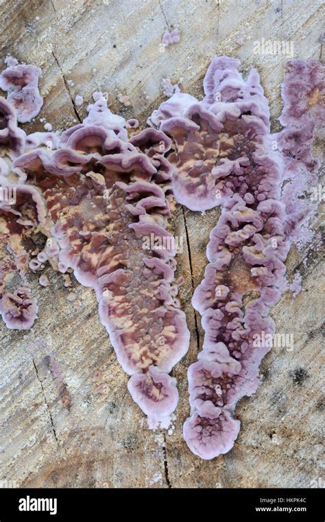 Silverleaf Fungus Chondrostereum Purpureum Bracket Fungi Growing From