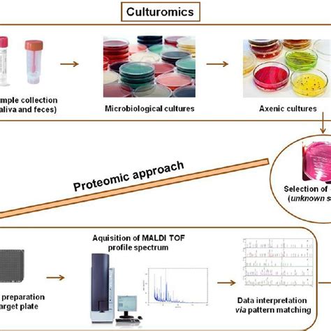 Proteomics-and metaproteomics-based investigations of gut microbiota ... 