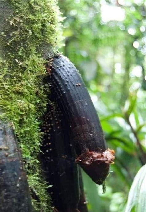 27 Shocking Plants That Look Like Penis Balcony Garden Web