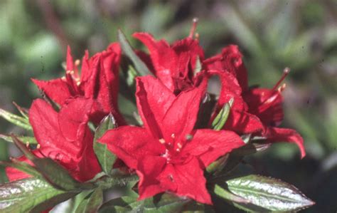 Photo 8748 Wallowa Red Azalea Plant Lust