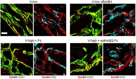 Figure Ev4 Ephb4 Is Expressed On Endothelium Of Angiogenic Download Scientific Diagram