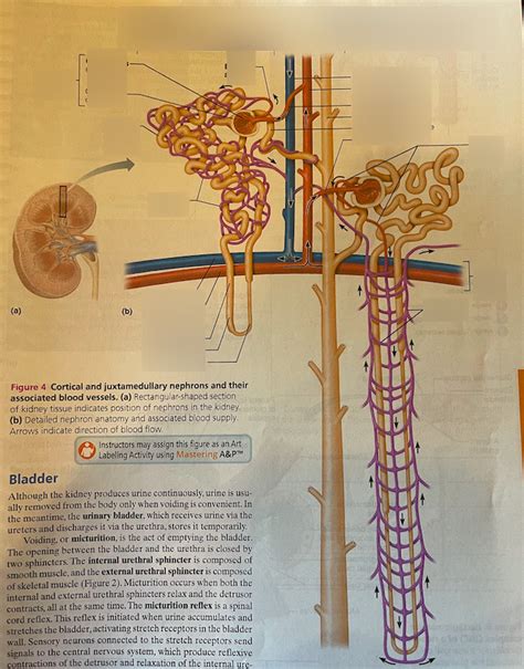 Urinary System Lab Quiz Nephrons Diagram Quizlet