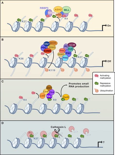 Crosstalk Among Histone Modifications Cell