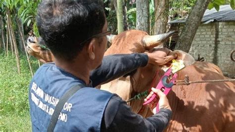 Sapi Jantan Bangkalan Terbanyak Se Jatim Pakai Eartag Dikirim Ke Luar