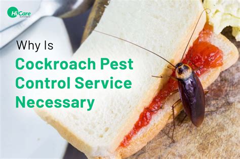 Importance Of Cockroach Pest Control Service HiCare