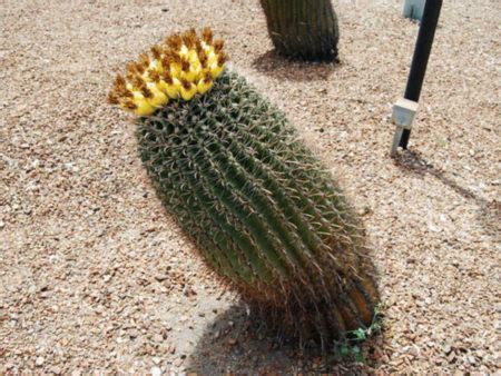 What Causes A Cactus To Lean World Of Succulents