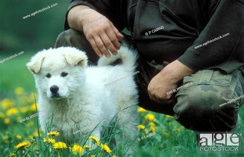 Slovakian Chuvach Canis Lupus F Familiaris With Shepherd Slovakei