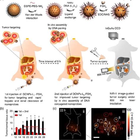 A Schematic Illustration Of Nir Ii Nanoprobes Complementary Dna And