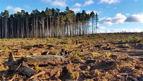 Deforestation And Logging. This Clips Shows Recent Deforestation And Logging By The Timber ...