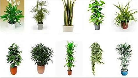 Plantas Que Atraen Energ A Positiva A Su Hogar Y Oficina La Es La