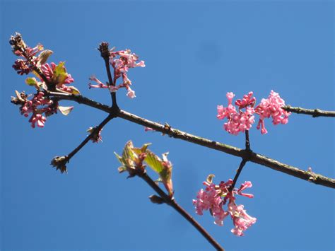 Baumschule Eggert Bl Tenstr Ucher Baumschulen Heckenpflanzen