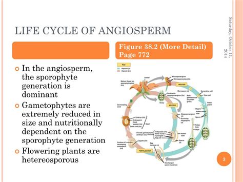 Angiosperm Life Cycle