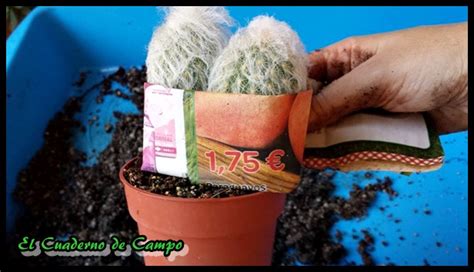 El Cuaderno De Campo C Mo Trasplantar Un Cactus Sin Pincharte Y Sin