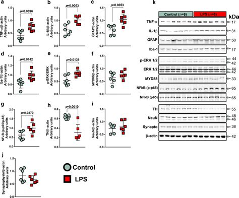 Western Blot Analyses Of Inflammation And Neuron Markers Fifteen Days