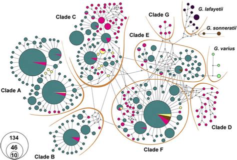 Haplotype distribution illustrated by median-joining network analysis.... | Download Scientific ...