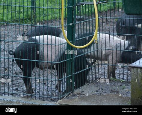 Domestic Pig Standing In Mud Hi Res Stock Photography And Images Alamy
