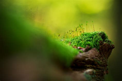 Wallpaper Sunlight Lights Forest Depth Of Field Flowers Nature