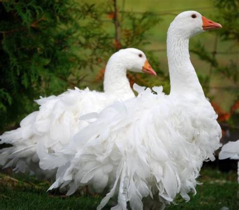 10 Popular Domestic Geese Breeds And Their Predators The Poultry Guide