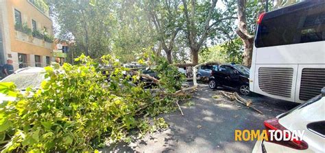 Albero Caduto Lungotevere 25 07 2023