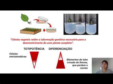 Fisiologia Vegetal Crescimento E Desenvolvimento Youtube