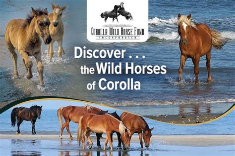 Top Currituck Wild Horse Tours For 2022