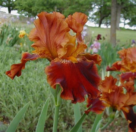 Photo Of The Bloom Of Tall Bearded Iris Iris Rustler Posted By