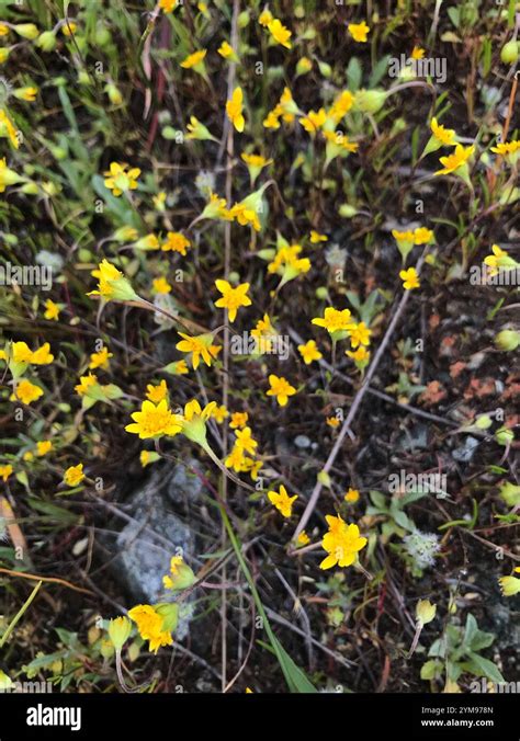 California Goldfields Lasthenia Californica Stock Photo Alamy