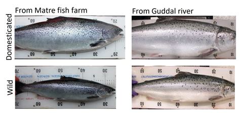 How A Salmon Gets Its Spots Bmc Series Blog