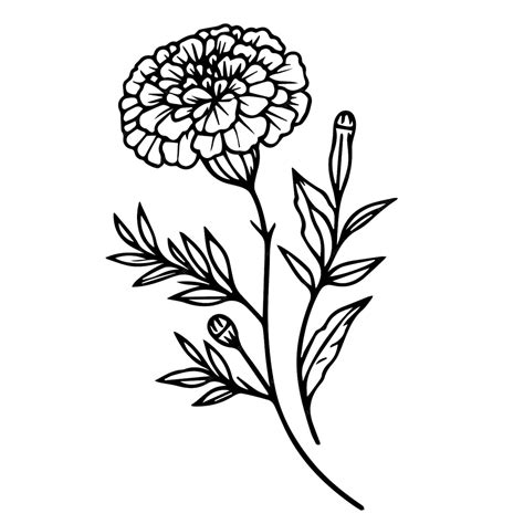 Premium Vector | Black and white marigold coloring topical marigold flower line drawing marigold ...