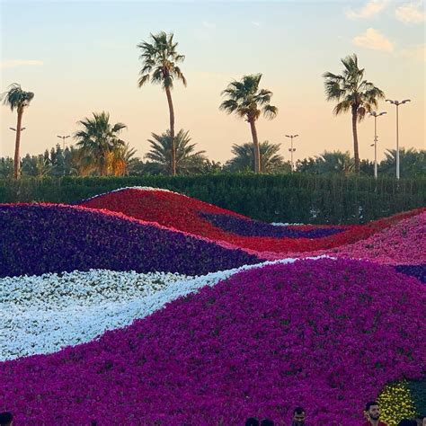 Flower Festival In Yanbu Saudi Arabia | Best Flower Site