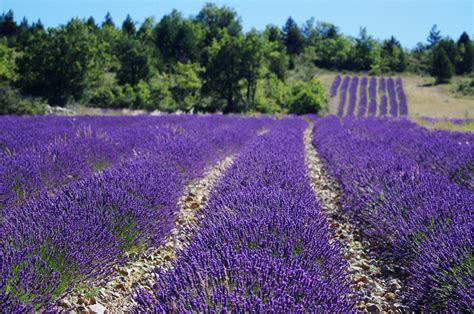 lavender field  stock photo public domain pictures