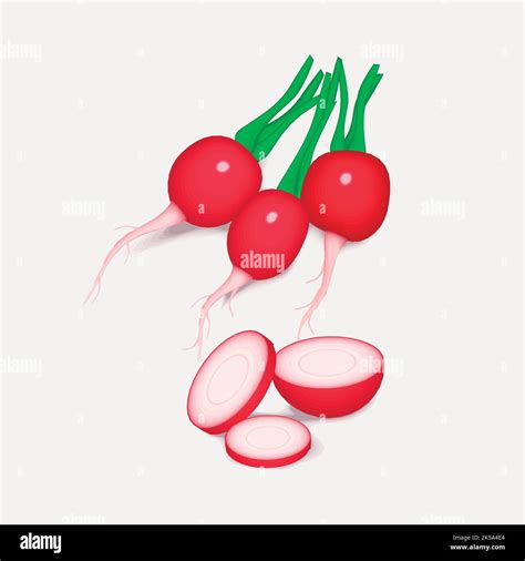 Radishes Clipart Vegetable Illustration Vector Stock Vector Image