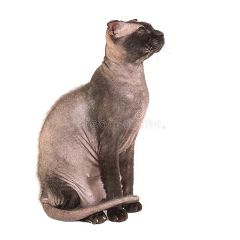 Gatto Di Razza Nero Della Sfinge Fotografia Stock Immagine Di Fronte